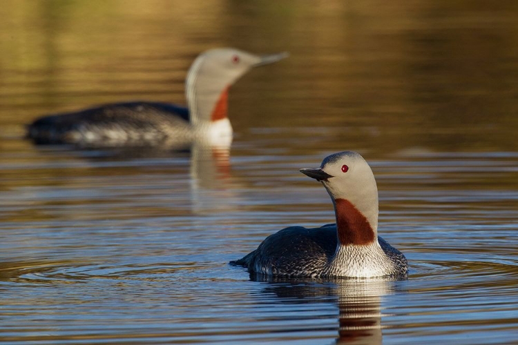 Picture of RED-THROATED LOON PAIR