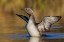 Picture of RED-THROATED LOON