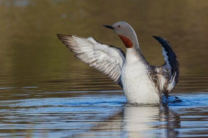 Picture of RED-THROATED LOON DRYING WINGS
