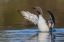 Picture of RED-THROATED LOON DRYING WINGS