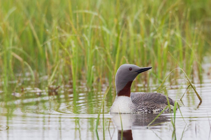 Picture of RED-THROATED LOON-ARCTIC WETLAND