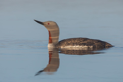 Picture of RED-THROATED LOON-MISTY MORNING