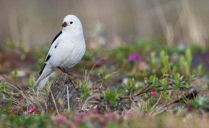 Picture of SNOW BUNTING-ARCTIC TUNDRA HABITAT