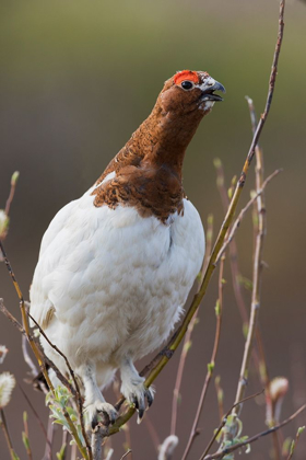 Picture of WILLOW PTARMIGAN-VOICE OF THE ARCTIC TUNDRA
