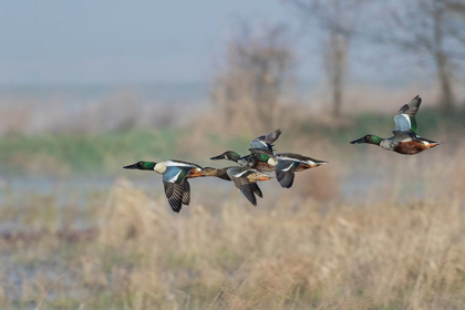 Picture of NORTHERN SHOVELER-COURTSHIP FLIGHT