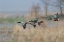 Picture of NORTHERN SHOVELER-COURTSHIP FLIGHT