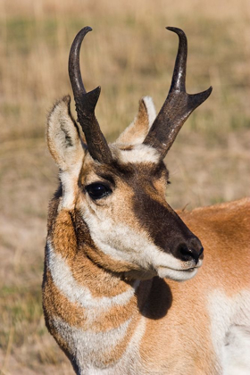 Picture of PRONGHORN ANTELOPE BUCK
