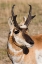 Picture of PRONGHORN ANTELOPE BUCK