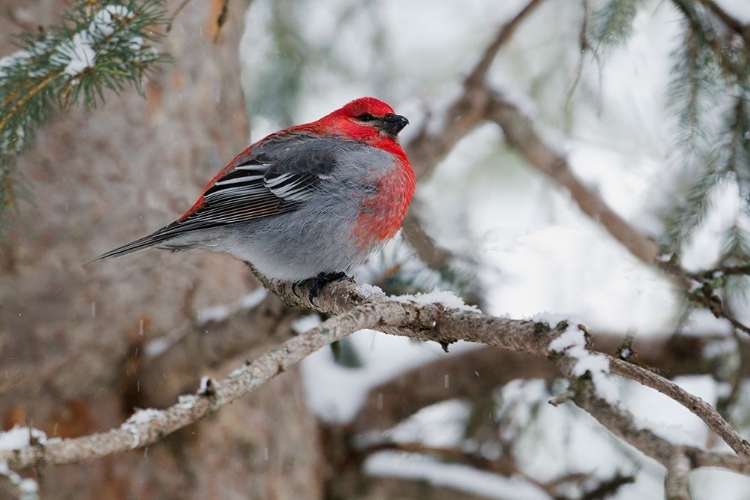 Picture of PINE GROSBEAK-WINTER SURVIVOR