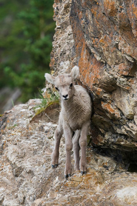 Picture of BIGHORN SHEEP LAMB