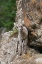 Picture of BIGHORN SHEEP LAMB