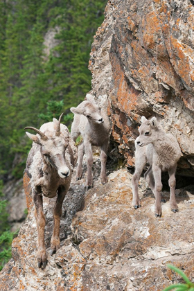 Picture of BIGHORN SHEEP EWE WITH YOUNG TWINS