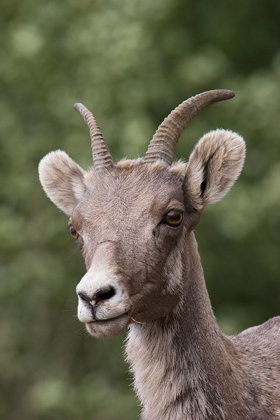 Picture of ROCKY MOUNTAIN BIGHORN SHEEP-SHEDDING WINTER FUR