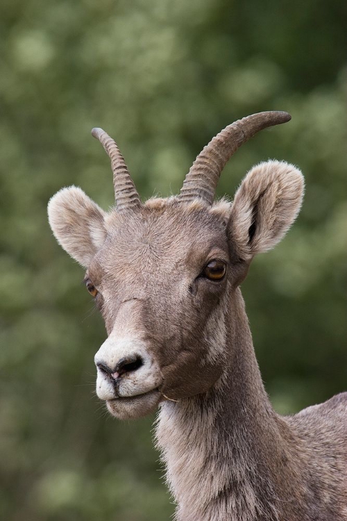 Picture of ROCKY MOUNTAIN BIGHORN SHEEP-SHEDDING WINTER FUR