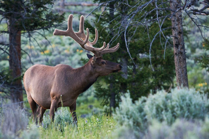 Picture of ROCKY MOUNTAIN BULL ELK-SPRING VELVET ANTLERS