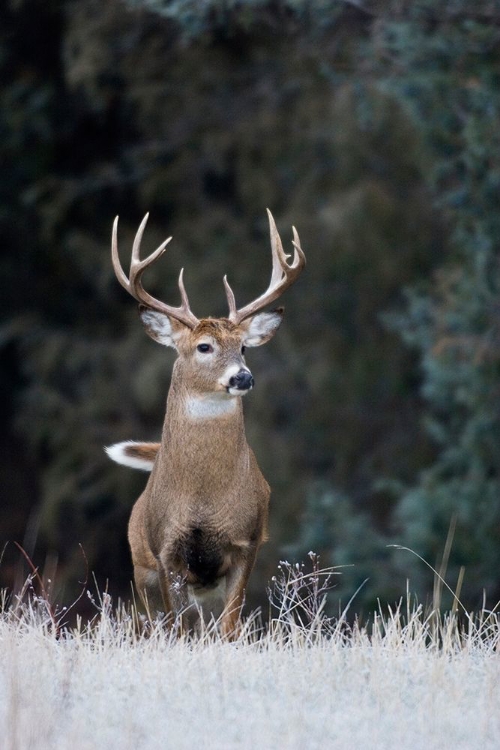 Picture of WHITE-TAILED DEER BUCK