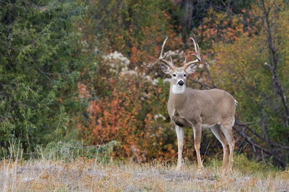 Picture of WHITE-TAILED DEER BUCK