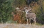 Picture of WHITE-TAILED DEER BUCK