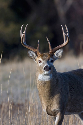 Picture of WHITE-TAILED DEER BUCK