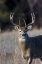Picture of WHITE-TAILED DEER BUCK