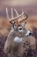 Picture of WHITE-TAILED DEER BUCK