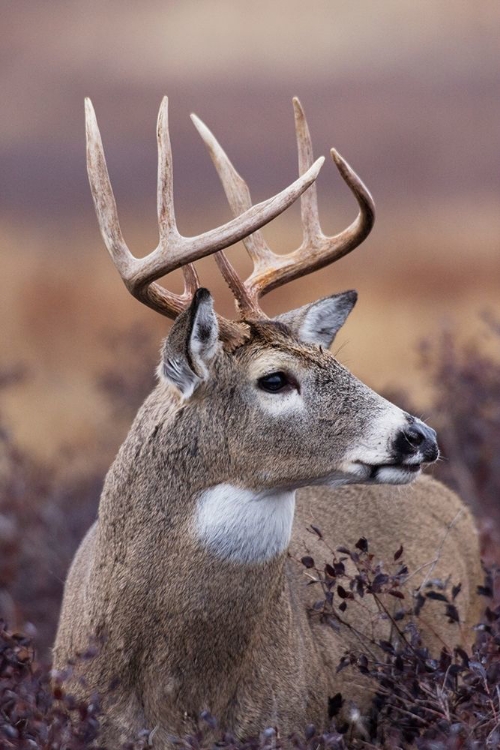 Picture of WHITE-TAILED DEER BUCK