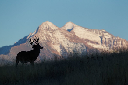 Picture of WHITE-TAIL DEER SILHOUETTE-MISSION MOUNTAINS