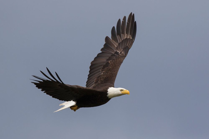 Picture of BALD EAGLE FLYING
