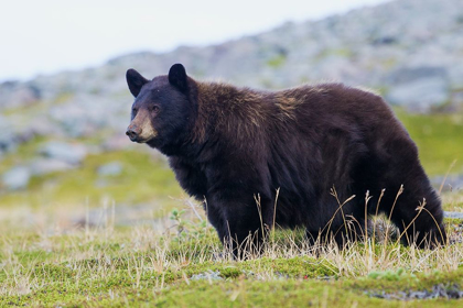 Picture of BLACK BEAR-BIG BOAR