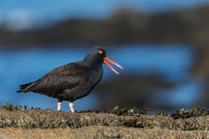 Picture of BLACK OYSTERCATCHER CALLING