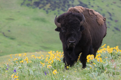 Picture of BISON-BALSA ROOT BLOOMS