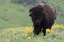 Picture of BISON-BALSA ROOT BLOOMS