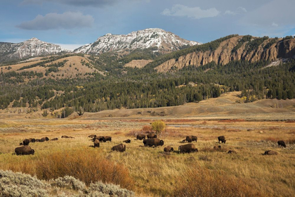 Picture of BISON IN LAMAR VALLEY-YELLOWSTONE NATIONAL PARK