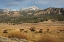 Picture of BISON IN LAMAR VALLEY-YELLOWSTONE NATIONAL PARK