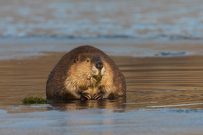 Picture of BEAVER-FORAGING IN EARLY WINTER