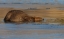 Picture of BEAVER-LATE AUTUMN ICE PATHWAY
