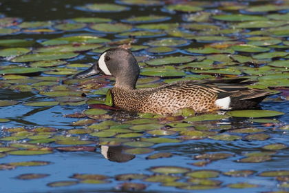 Picture of BLUE-WINGED TEAL DRAKE