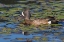 Picture of BLUE-WINGED TEAL DRAKE