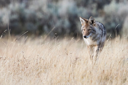 Picture of COYOTE ON THE PROWL FOR A MEAL
