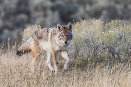 Picture of COYOTE-STALKING
