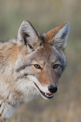 Picture of COYOTE-CLOSE-UP PORTRAIT