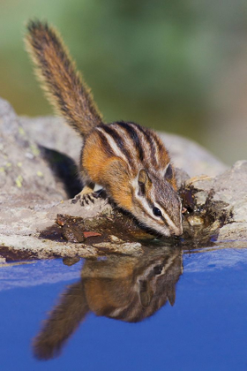 Picture of TOWNSENDS CHIPMUNK-SUMMER TIME DRINK