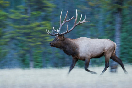 Picture of BULL ELK ON THE MOVE