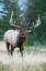 Picture of BULL ELK BUGLING