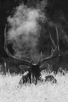 Picture of ROCKY MOUNTAIN BULL ELK-BUGLING AFTER EFFECTS