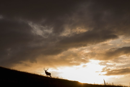 Picture of BULL ELK-SUNSET STORM CLOUDS