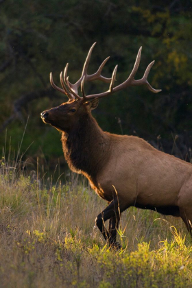 Picture of BULL ELK-LAST SUNRAYS OF THE DAY