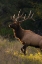 Picture of BULL ELK-LAST SUNRAYS OF THE DAY