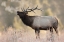 Picture of BULL ELK-MORNING BREATH