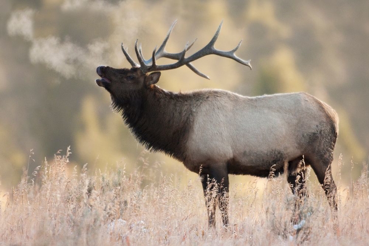 Picture of BULL ELK-MORNING BREATH